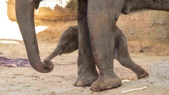 Un nacimiento hist&oacute;rico en el Zoo de Madrid: llega al mundo una cr&iacute;a de elefante de Sumatra, especie en peligro cr&iacute;tico de extinci&oacute;n