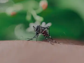 Primer plano de un mosquito mordiendo la piel humana, mostrando sus características intrincadas Primer plano de un mosquito mordiendo la piel humana, mostrando sus características intrincadas