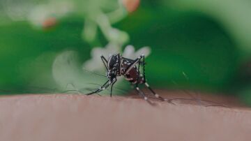 Primer plano de un mosquito mordiendo la piel humana, mostrando sus caracter&iacute;sticas intrincadas