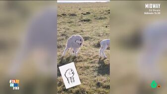 La IA se utiliza en muchos &aacute;mbitos. Por ejemplo, para dar vida a dibujos. Pero, en ocasiones, el resultado puede llevarnos a cuestionar la petici&oacute;n que le hemos hecho. 