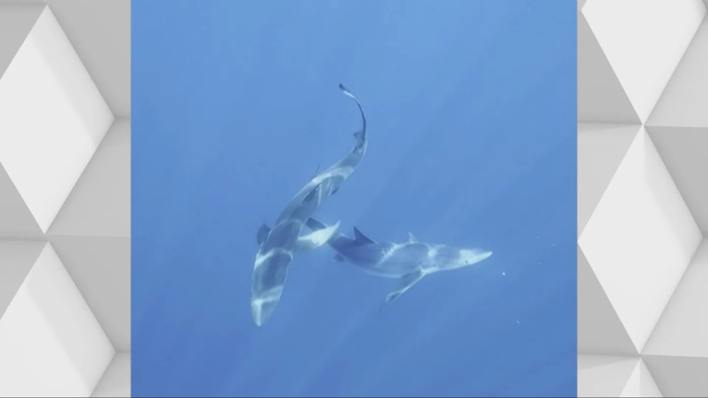 Hito en el Mediterráneo: graban el intento de copulación de dos tiburones azules en peligro de extinción Hito en el Mediterráneo: graban el intento de copulación de dos tiburones azules en peligro de extinción