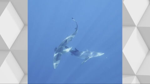 Hito en el Mediterr&aacute;neo: graban el intento de copulaci&oacute;n de dos tiburones azules en peligro de extinci&oacute;n