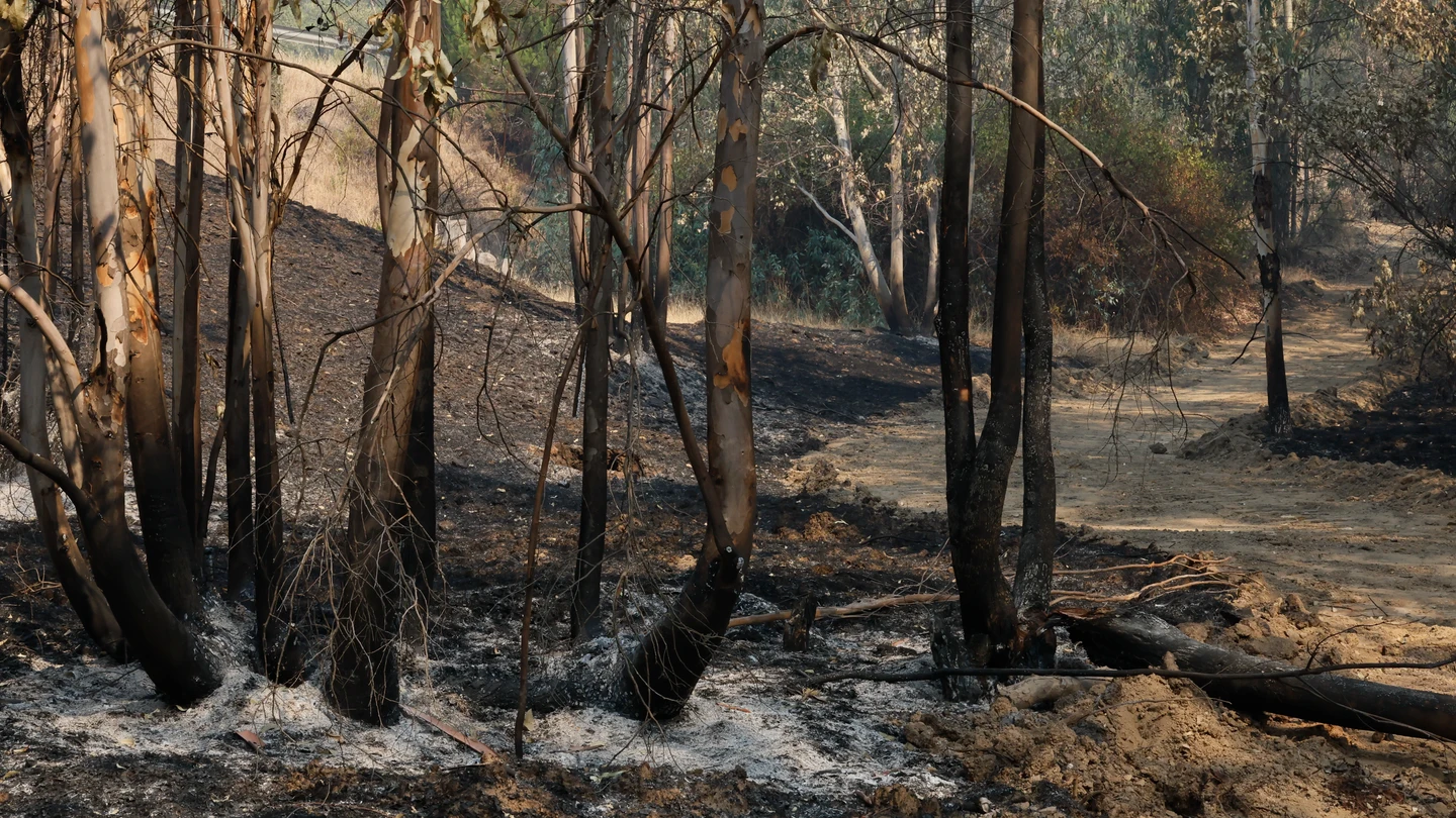 Vista del campo quemado por el incendio de Niebla (Huelva) Vista del campo quemado por el incendio de Niebla (Huelva)