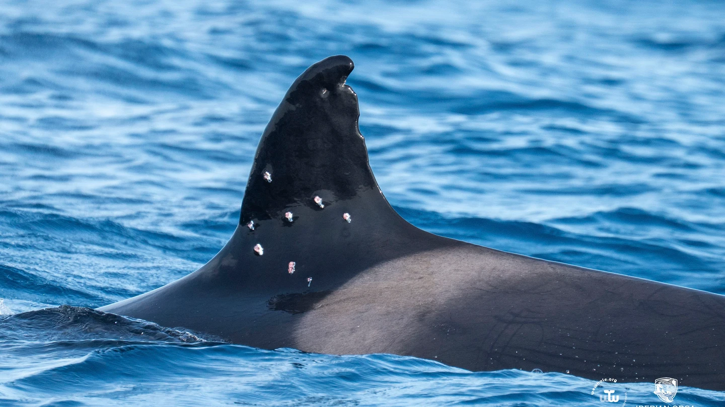 La orca ibérica 'Toñi' aparece en España con heridas de perdigones en su aleta La orca ibérica 'Toñi' aparece en España con heridas de perdigones en su aleta