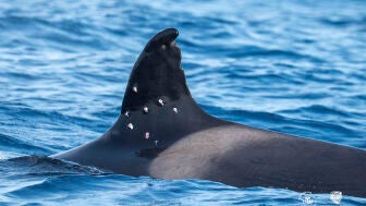 La orca ib&eacute;rica 'To&ntilde;i' aparece en Espa&ntilde;a con heridas de perdigones en su aleta