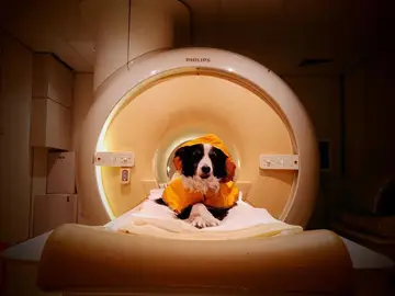 Uno de los perros que participaron en el estudio durante las exploraciones de resonancia magnética Uno de los perros que participaron en el estudio durante las exploraciones de resonancia magnética