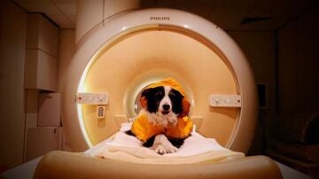 Uno de los perros que participaron en el estudio durante las exploraciones de resonancia magn&eacute;tica