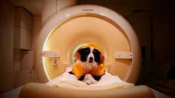 Uno de los perros que participaron en el estudio durante las exploraciones de resonancia magnética Uno de los perros que participaron en el estudio durante las exploraciones de resonancia magnética