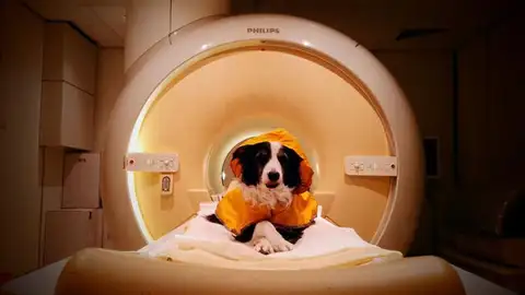 Uno de los perros que participaron en el estudio durante las exploraciones de resonancia magnética Uno de los perros que participaron en el estudio durante las exploraciones de resonancia magnética