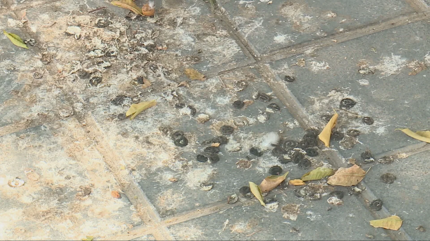 Pesadilla en Nazaret, Valencia: una plaga de palomas deja al barrio sin piscina en pleno verano Pesadilla en Nazaret, Valencia: una plaga de palomas deja al barrio sin piscina en pleno verano