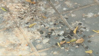 Pesadilla en Nazaret, Valencia: una plaga de palomas deja al barrio sin piscina en pleno verano