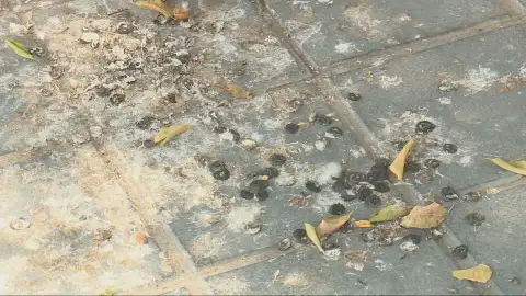 Pesadilla en Nazaret, Valencia: una plaga de palomas deja al barrio sin piscina en pleno verano Pesadilla en Nazaret, Valencia: una plaga de palomas deja al barrio sin piscina en pleno verano