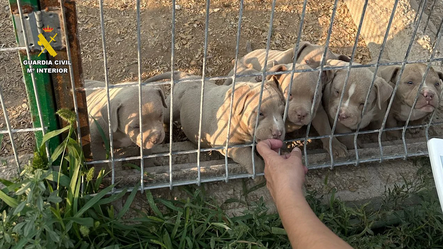 Desarticulan una red que comercializaba perros con amputaciones estéticas ilegales de orejas y rabo Desarticulan una red que comercializaba perros con amputaciones estéticas ilegales de orejas y rabo