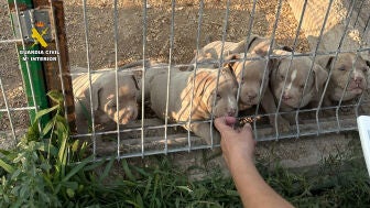Desarticulan una red que comercializaba perros con amputaciones est&eacute;ticas ilegales de orejas y rabo