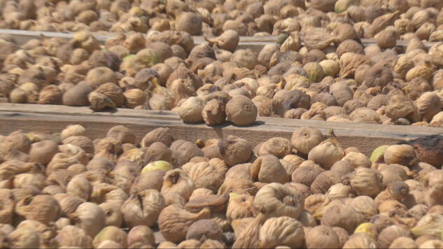 El calor pone en jaque al "mejor higo del mundo": la producci&oacute;n cae a la mitad en El Raso, &Aacute;vila
