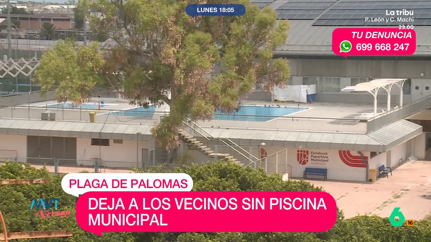 Los vecinos del barrio de Natzaret, en Valencia, se quedan sin piscina municipal por una plaga de palomas La asociación de vecinos de Natzaret denuncia las condiciones de insalubridad de la piscina municipal, que este año ha cerrado por una plaga de palomas, pero que, según ellos, lleva años abandonada por el Ayuntamiento.