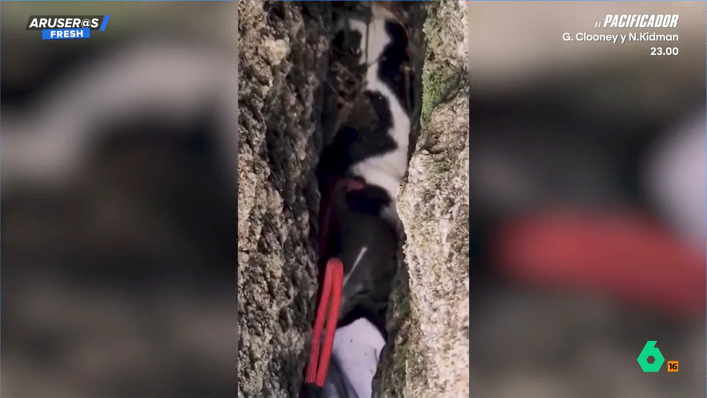 El angustioso rescate de una perra atrapada entre rocas durante tres días: logran salvarla tras horas perforando la piedra El angustioso rescate de una perra atrapada entre rocas durante tres días: logran salvarla tras horas perforando la piedra