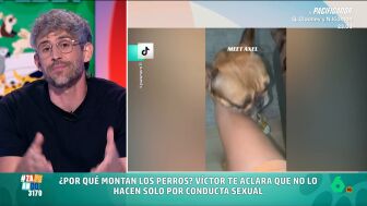 Zapeando abre la 'Peludopedia' para que el veterinario V&iacute;ctor Algra comparta algunas curiosidades sobre el comportamiento de nuestras mascotas. 