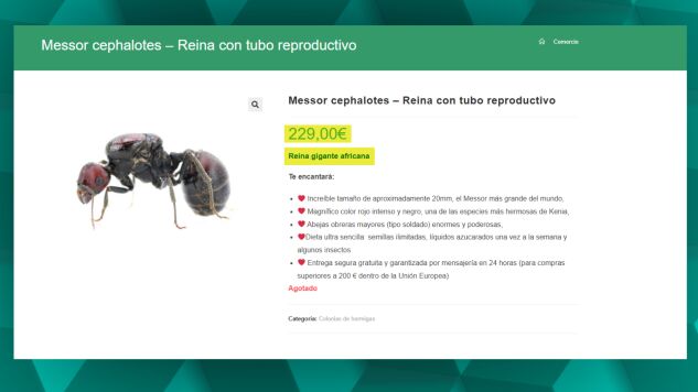 Los expertos alertan de los riesgos del tr&aacute;fico de especies invasoras como las hormigas.