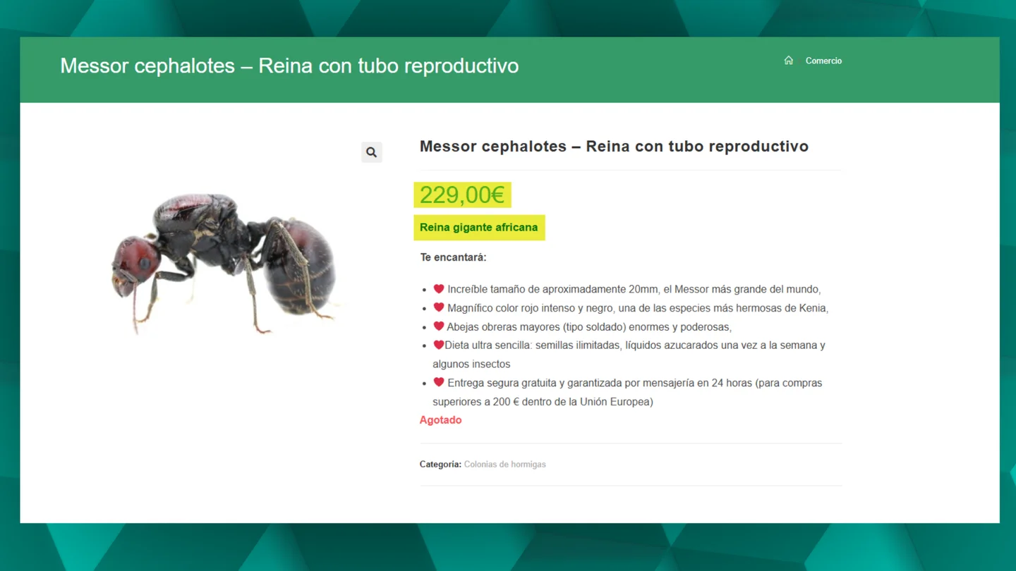 Los expertos alertan de los riesgos del tráfico de especies invasoras como las hormigas. Los expertos alertan de los riesgos del tráfico de especies invasoras como las hormigas.