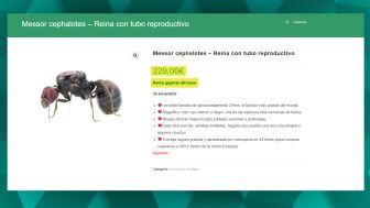Los expertos alertan de los riesgos del tr&aacute;fico de especies invasoras como las hormigas.
