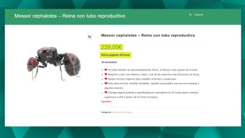 Los expertos alertan de los riesgos del tr&aacute;fico de especies invasoras como las hormigas.
