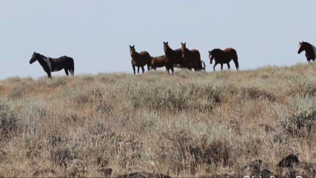 A la caza de los mustangs: se disparan las ventas de la especie protegida en EEUU bajo la Administraci&oacute;n Trump