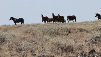 A la caza de los mustangs: se disparan las ventas de la especie protegida en EEUU bajo la Administraci&oacute;n Trump