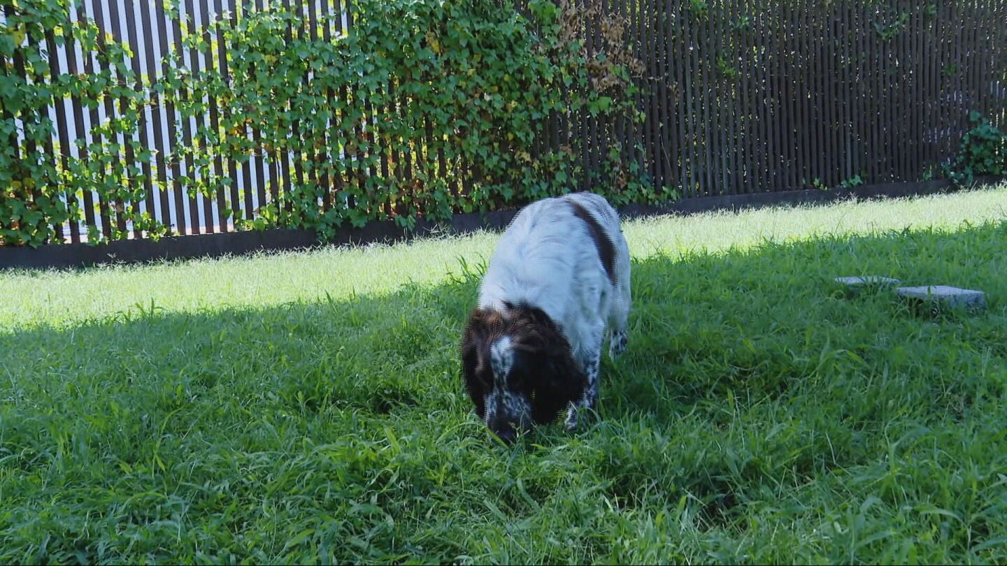 Speed, el perro investigador