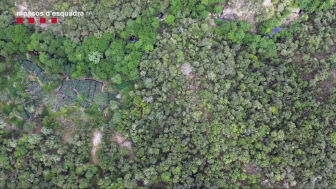 Almacenes saturados de marihuana: los Mossos no pueden custodiar ni una planta m&aacute;s al realizar casi un registro diario