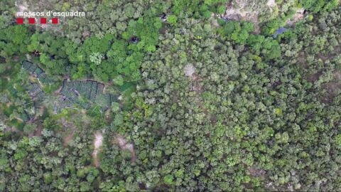 Almacenes saturados de marihuana: los Mossos no pueden custodiar ni una planta m&aacute;s al realizar casi un registro diario