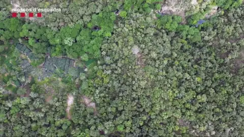 Almacenes saturados de marihuana: los Mossos no pueden custodiar ni una planta más al realizar casi un registro diario Almacenes saturados de marihuana: los Mossos no pueden custodiar ni una planta más al realizar casi un registro diario