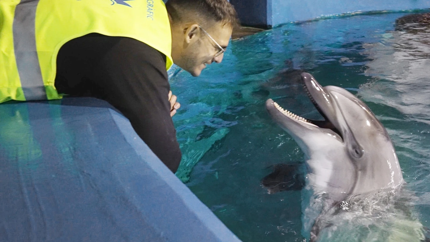 De Canadá a Valencia para salvar sus vidas: así ha sido el viaje de las belugas Jelly Bean y Cleopatra De Canadá a Valencia para salvar sus vidas: así ha sido el viaje de las belugas Jelly Bean y Cleopatra