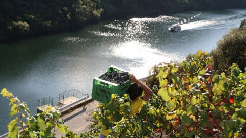 Vendimia en la Ribeira Sacra