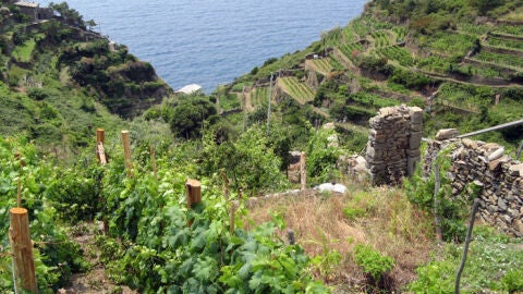 Viñedos en Cinque Terre