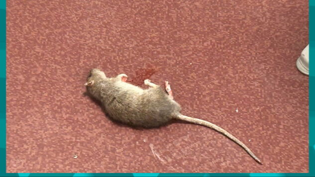 Imposible trabajar entre cucarachas y ratas: la denuncia de las enfermeras de un centro de salud de Valencia&nbsp;