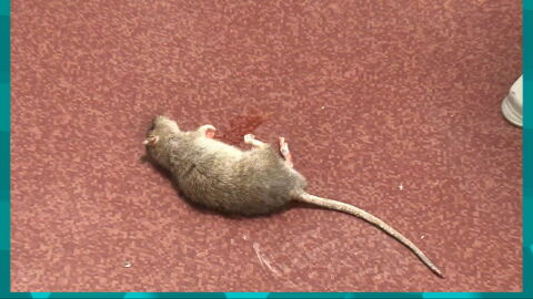 Imposible trabajar entre cucarachas y ratas: la denuncia de las enfermeras de un centro de salud de Valencia&nbsp;