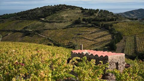 Viñedos en Banyuls-sur-Mer, Francia