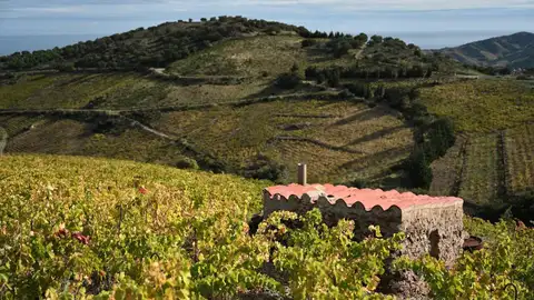Viñedos en Banyuls-sur-Mer, Francia Viñedos en Banyuls-sur-Mer, Francia