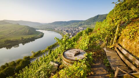 Viñedos en el Valle de Mosela, Alemania