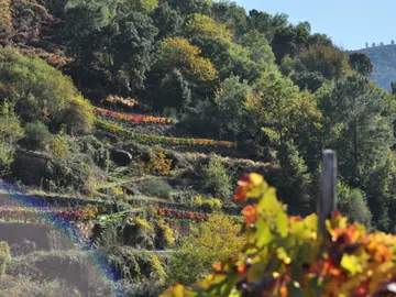Viñedo en la Ribeira Sacra Viñedo en la Ribeira Sacra