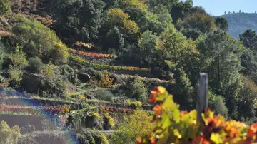 Viñedo en la Ribeira Sacra Viñedo en la Ribeira Sacra