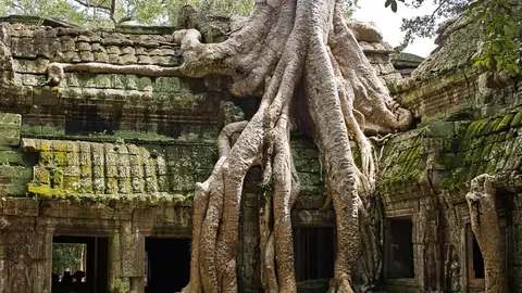 Ta Prohm Ta Prohm