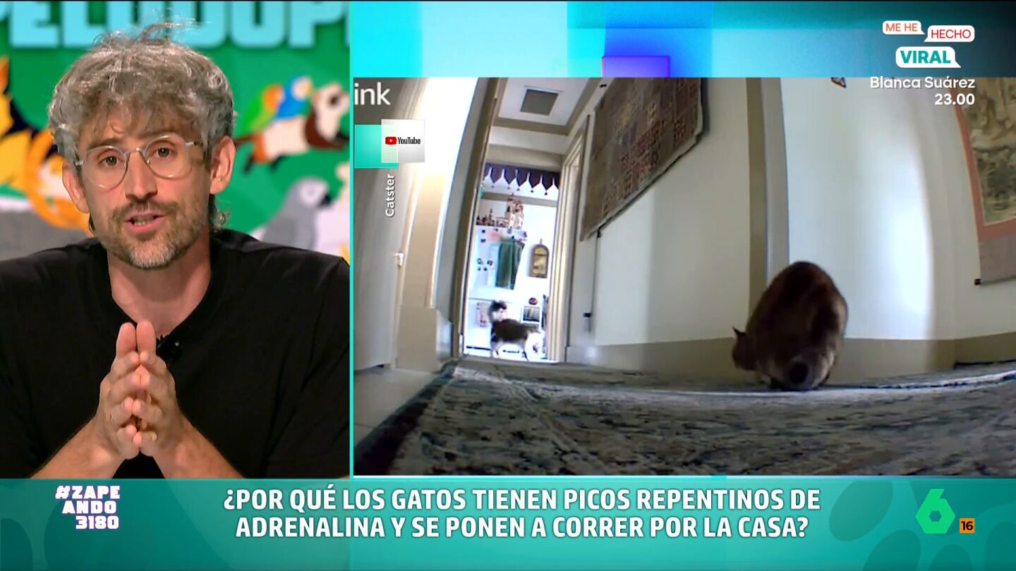 El veterinario se&ntilde;ala que es un comportamiento normal entre los mininos, pero, a pesar de ello, no deja de ser sorprendente. Descubre por qu&eacute; lo hacen en el v&iacute;deo principal. 