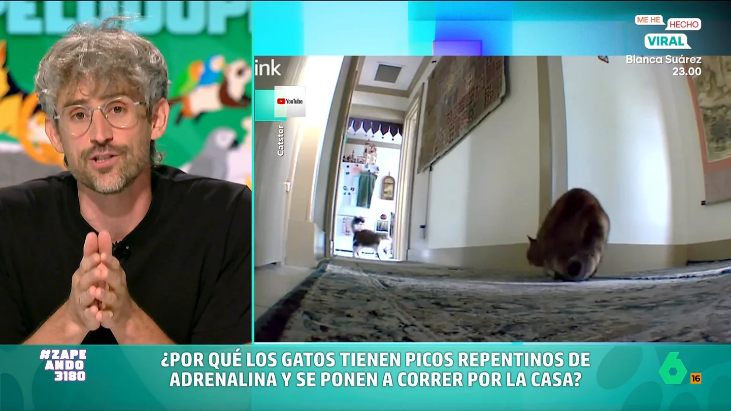 ¿Por qué los gatos tienen picos de energía y comienzan a correr como locos? Víctor Algra lo explica El veterinario señala que es un comportamiento normal entre los mininos, pero, a pesar de ello, no deja de ser sorprendente. Descubre por qué lo hacen en el vídeo principal.