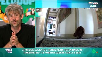 El veterinario se&ntilde;ala que es un comportamiento normal entre los mininos, pero, a pesar de ello, no deja de ser sorprendente. Descubre por qu&eacute; lo hacen en el v&iacute;deo principal. 