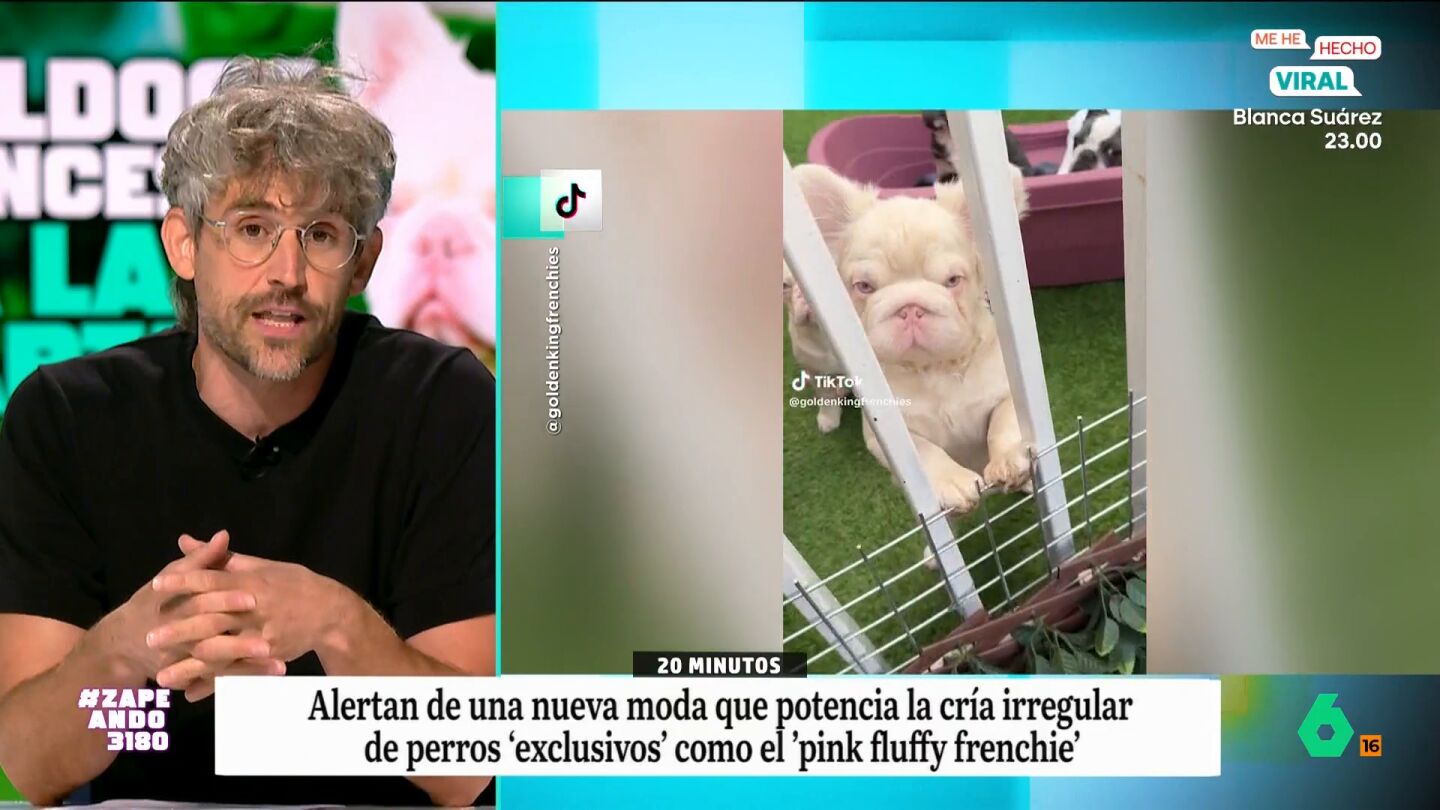 El veterinario expone que para conseguir que estos perros tengan ese aspecto tan adorable deben hacer numerosos cruces que pueden acarrear graves problemas de salud para los animales. 