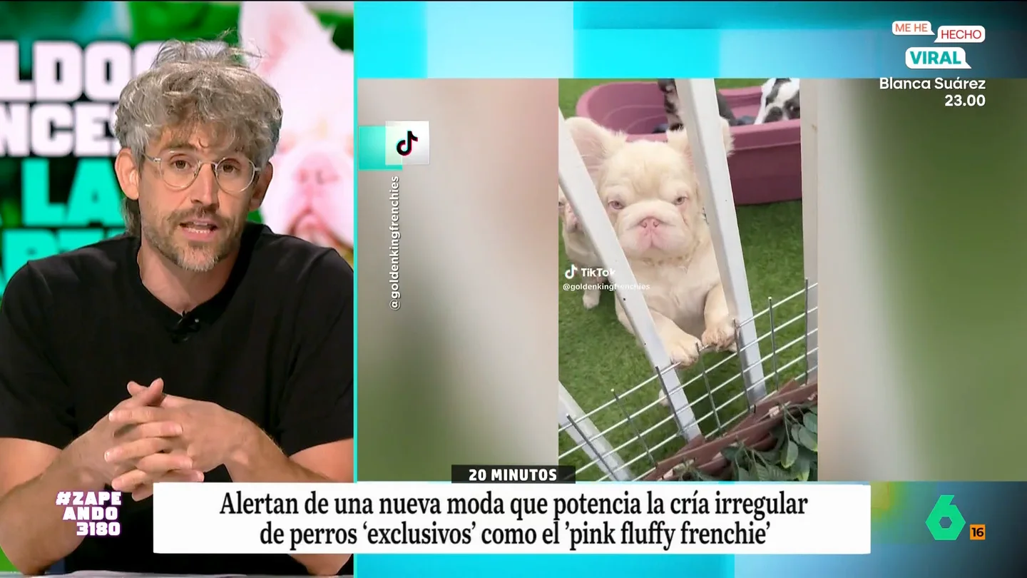 Víctor Algra, muy crítico con la última tendencia en mascotas: los bulldog franceses a la carta El veterinario expone que para conseguir que estos perros tengan ese aspecto tan adorable deben hacer numerosos cruces que pueden acarrear graves problemas de salud para los animales.