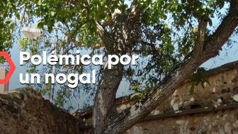 Pol&eacute;mica por un nogal