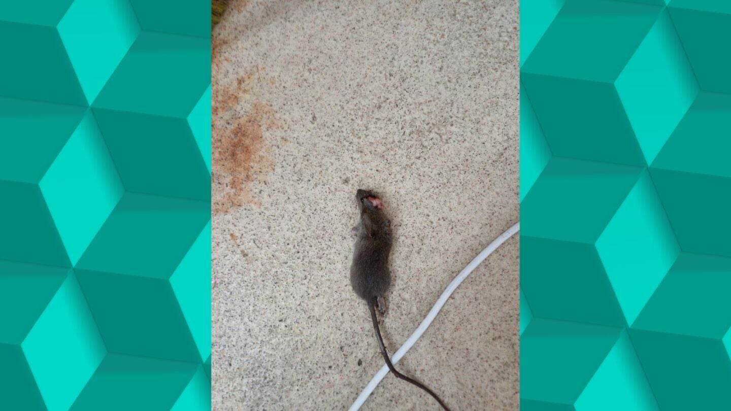 Ratas, cucarachas y sarna en la residencia de ancianos Reina Sof&iacute;a de Madrid